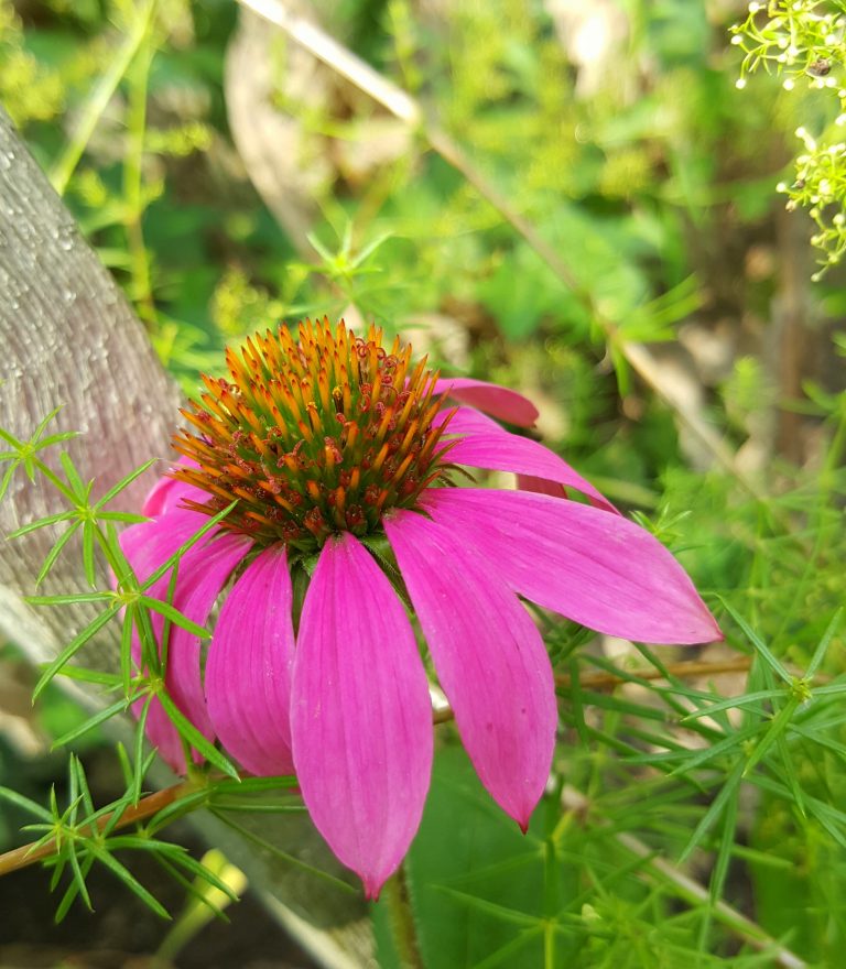 Kräuterwanderung Chemnitz - Echinacea