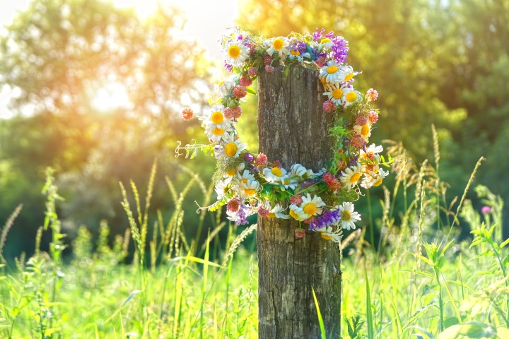Kräuterwanderung Chemnitz - Blumenkranz